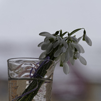 Buy canvas prints of snowdrops bouquet in the glass by Adrian Bud