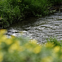 Buy canvas prints of small river with shore grass by Adrian Bud