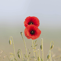 Buy canvas prints of Red Poppies couple by Adrian Bud
