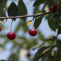 Buy canvas prints of Cherries on branch by Adrian Bud