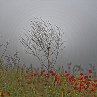 Buy canvas prints of small bird guarding the poppy field by Adrian Bud