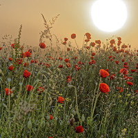 Buy canvas prints of poppy field in the morning by Adrian Bud
