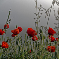 Buy canvas prints of poppy field in the cold morning by Adrian Bud