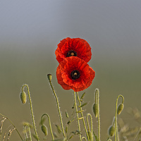 Buy canvas prints of the poppy couple by Adrian Bud