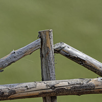 Buy canvas prints of Wooden cross in a sheepfold fence by Adrian Bud