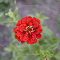 Buy canvas prints of Red garden flower by Adrian Bud