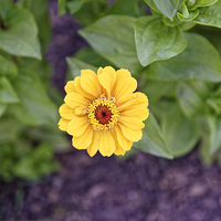 Buy canvas prints of yellow gerbera like garden flower by Adrian Bud