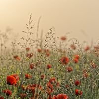 Buy canvas prints of The field of poppies early morning by Adrian Bud