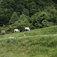 Buy canvas prints of Two cows grazing on the edge of a mountain road by Adrian Bud