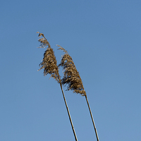 Buy canvas prints of straw in the wind by Adrian Bud