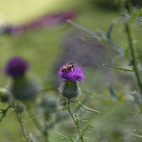 Buy canvas prints of bee visiting roadside thistle by Adrian Bud