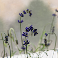 Buy canvas prints of growing lavender vase by Adrian Bud