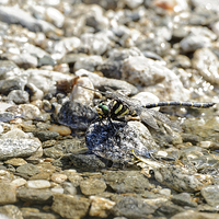 Buy canvas prints of Dragonfly resting by Adrian Bud