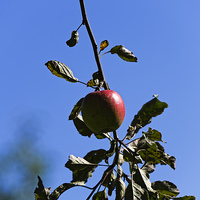 Buy canvas prints of Red apple on branch by Adrian Bud