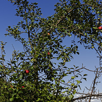 Buy canvas prints of Red apples on branches by Adrian Bud
