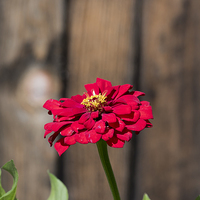 Buy canvas prints of Red flower at the wooden fence by Adrian Bud