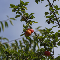 Buy canvas prints of Red pair of apples on branch by Adrian Bud