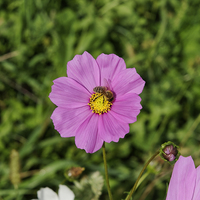 Buy canvas prints of Bee at work on a pink flower by Adrian Bud