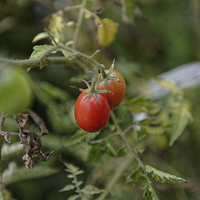 Buy canvas prints of Growing tomatoes by Adrian Bud