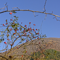 Buy canvas prints of Rosehip on branch with blurred hill background by Adrian Bud