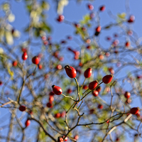 Buy canvas prints of Rosehip on branches by Adrian Bud