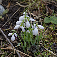 Buy canvas prints of snowdrops by Adrian Bud
