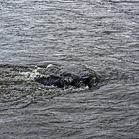 Buy canvas prints of whirling water near Turnu Rosu by Adrian Bud