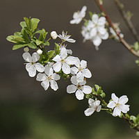 Buy canvas prints of Blossom cherry in the sun by Adrian Bud