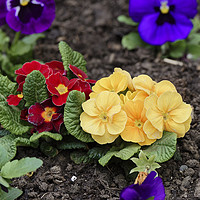 Buy canvas prints of pansies in the ground by Adrian Bud