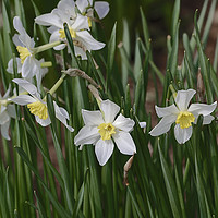 Buy canvas prints of white daffodils by Adrian Bud