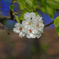 Buy canvas prints of Blossom cherry in its own shadow by Adrian Bud