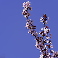 Buy canvas prints of Blossom cherry branch on blue sky by Adrian Bud