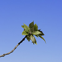 Buy canvas prints of Fresh tree leaves on blu sky by Adrian Bud