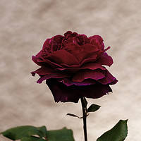 Buy canvas prints of Red red Rose by Adrian Bud