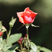 Buy canvas prints of Red Rose Bud by Adrian Bud