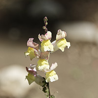 Buy canvas prints of Snapdragon flower yellow on a blurry background by Adrian Bud