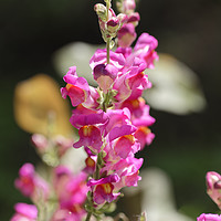 Buy canvas prints of Snapdragon flower magenta on blurry background by Adrian Bud