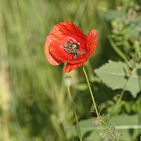 Buy canvas prints of Bee at work on poppy flower by Adrian Bud