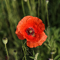 Buy canvas prints of Poppy posing in the sun by Adrian Bud