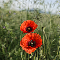 Buy canvas prints of Pair of poppies by Adrian Bud