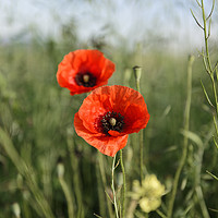 Buy canvas prints of Guarding poppys by Adrian Bud