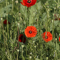 Buy canvas prints of Group of poppies by Adrian Bud
