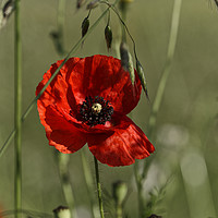 Buy canvas prints of Poppies guard by Adrian Bud