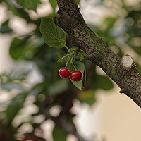 Buy canvas prints of Cherry pair by Adrian Bud