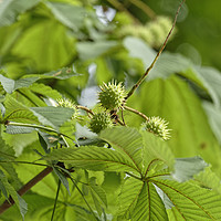 Buy canvas prints of Growing chestnut fruits on a branch by Adrian Bud