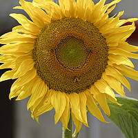 Buy canvas prints of Bees at work on the sunflower by Adrian Bud
