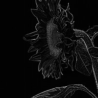Buy canvas prints of sunflower xxl by Adrian Bud
