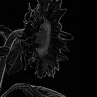 Buy canvas prints of sunflower xxl 2 by Adrian Bud