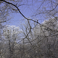 Buy canvas prints of Snowy branches on blue sky by Adrian Bud