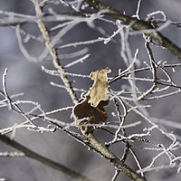 Buy canvas prints of Leaves abandoned in the snowy branches by Adrian Bud